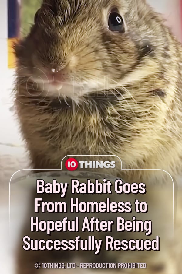 Baby Rabbit Goes From Homeless to Hopeful After Being Successfully Rescued