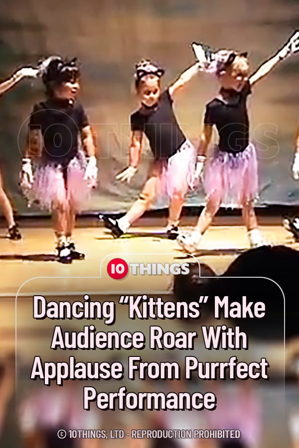 Dancing “Kittens” Make Audience Roar With Applause From Purrfect Performance