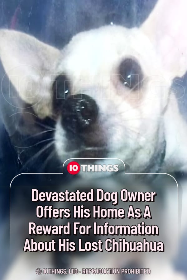 Devastated Dog Owner Offers His Home As A Reward For Information About His Lost Chihuahua
