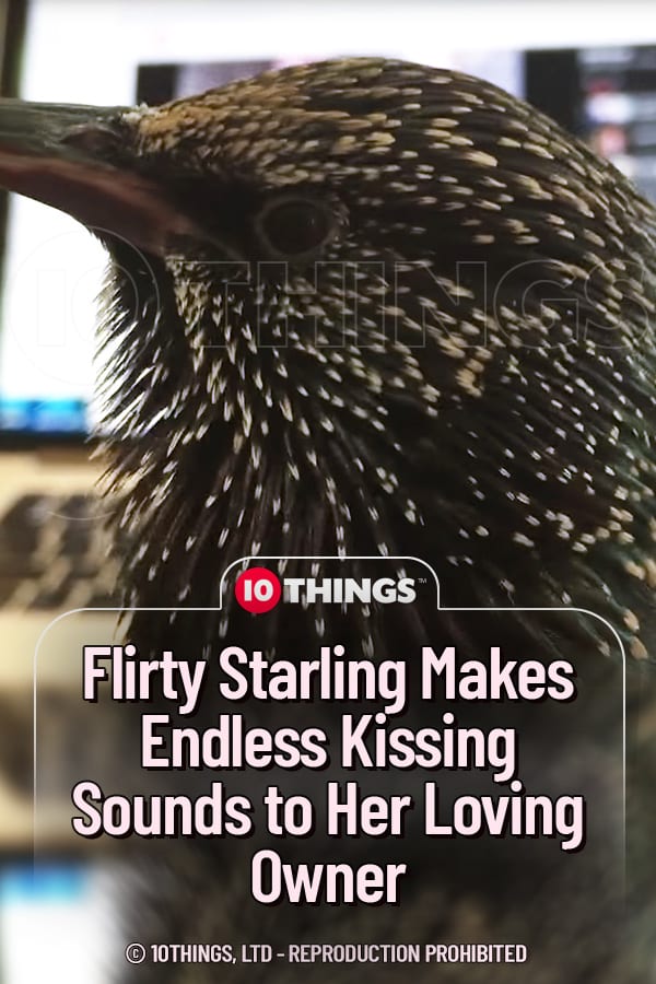 Flirty Starling Makes Endless Kissing Sounds to Her Loving Owner
