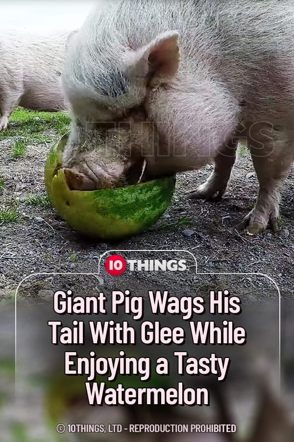Giant Pig Wags His Tail With Glee While Enjoying a Tasty Watermelon