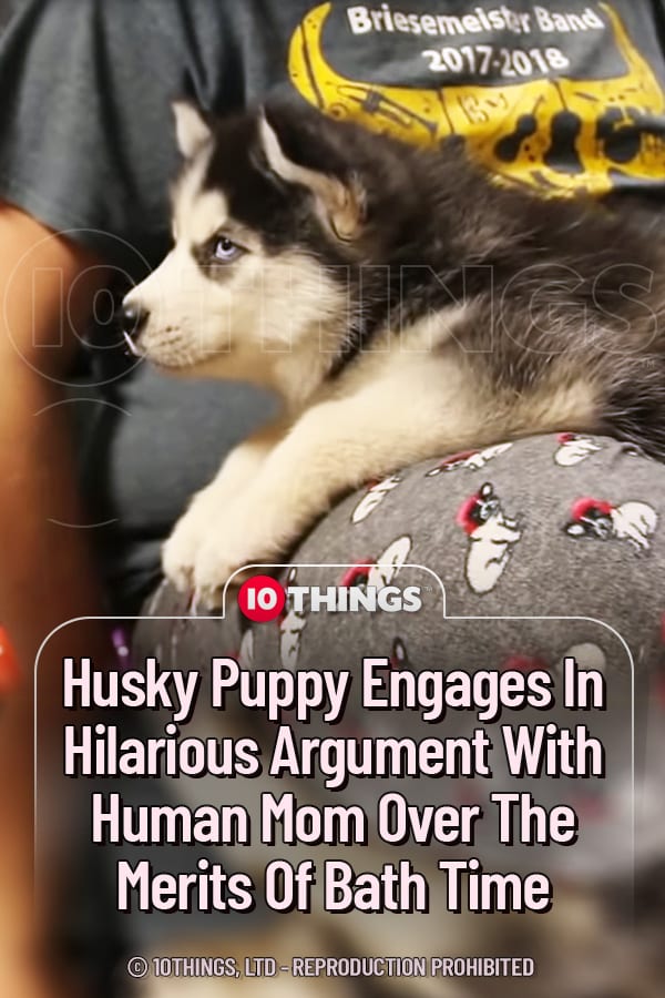 Husky Puppy Engages In Hilarious Argument With Human Mom Over The Merits Of Bath Time