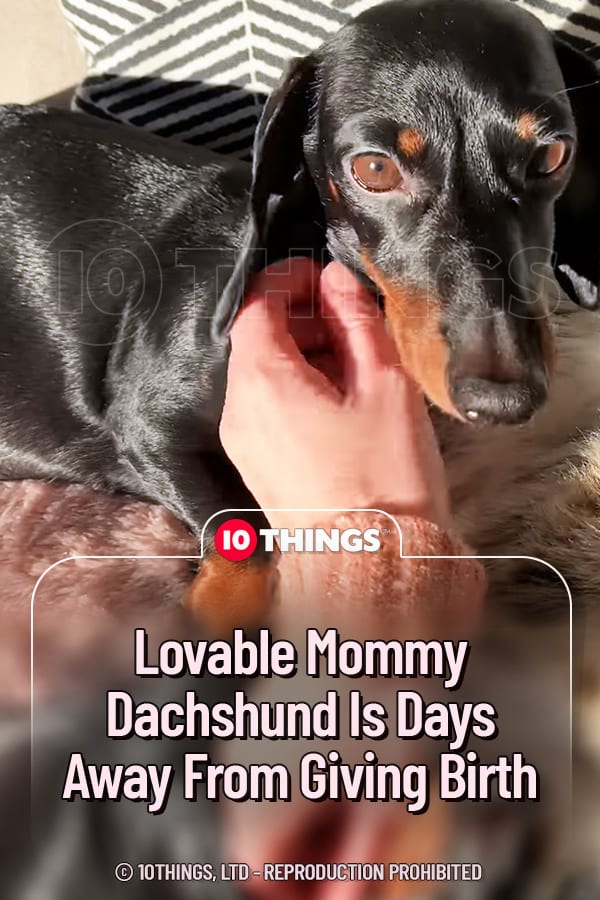 Lovable Mommy Dachshund Is Days Away From Giving Birth