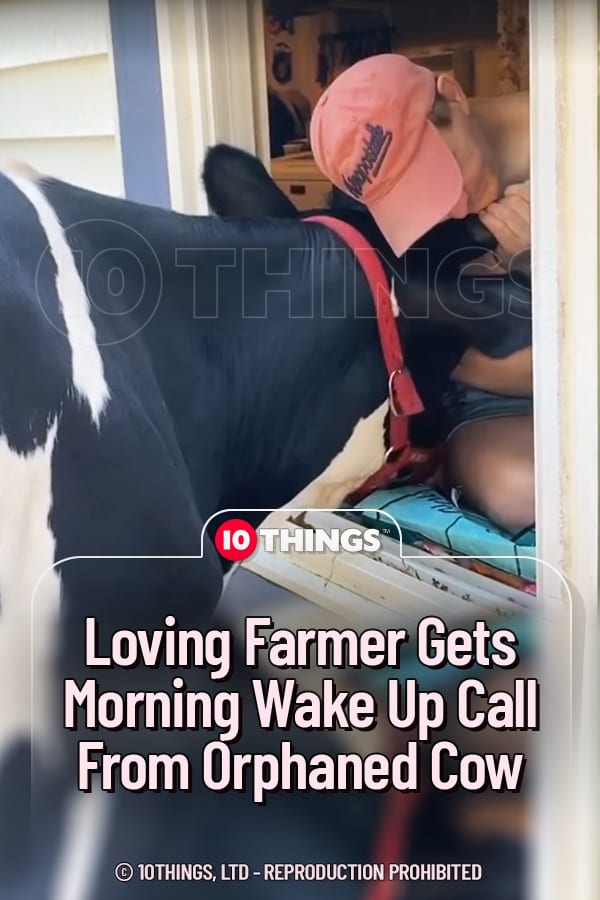 Loving Farmer Gets Morning Wake Up Call From Orphaned Cow