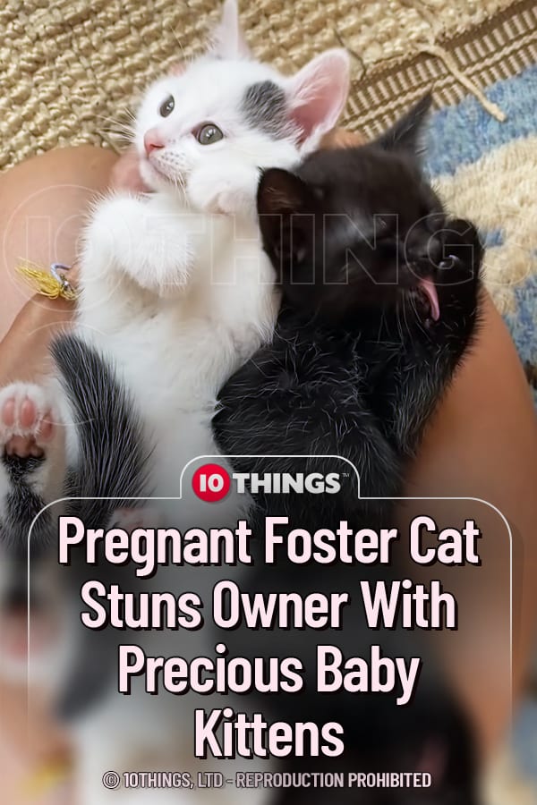 Pregnant Foster Cat Stuns Owner With Precious Baby Kittens