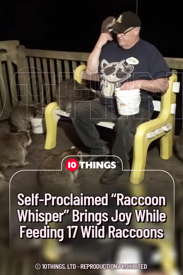 Self-Proclaimed “Raccoon Whisper” Brings Joy While Feeding 17 Wild Raccoons