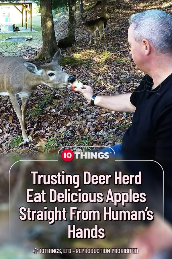 Trusting Deer Herd Eat Delicious Apples Straight From Human’s Hands