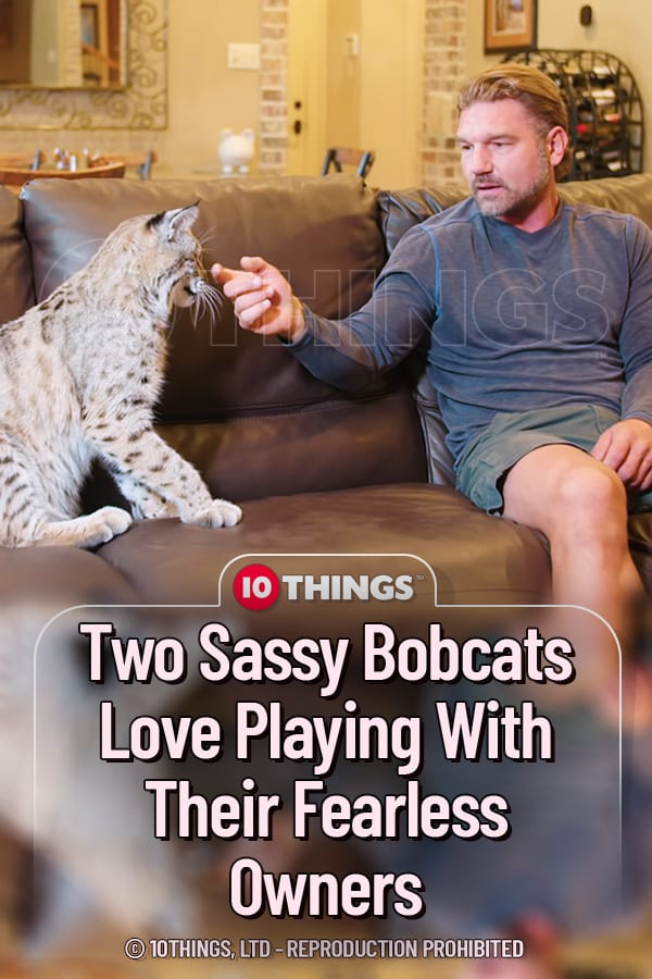 Two Sassy Bobcats Love Playing With Their Fearless Owners