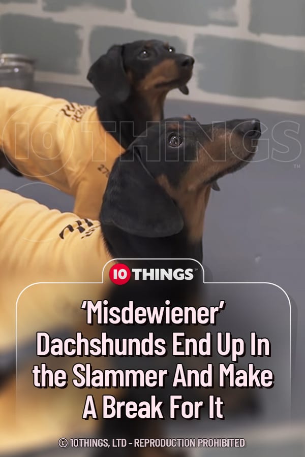‘Misdewiener’ Dachshunds End Up In the Slammer And Make A Break For It