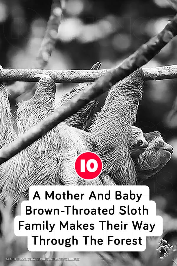 A Mother And Baby Brown-Throated Sloth Family Makes Their Way Through The Forest