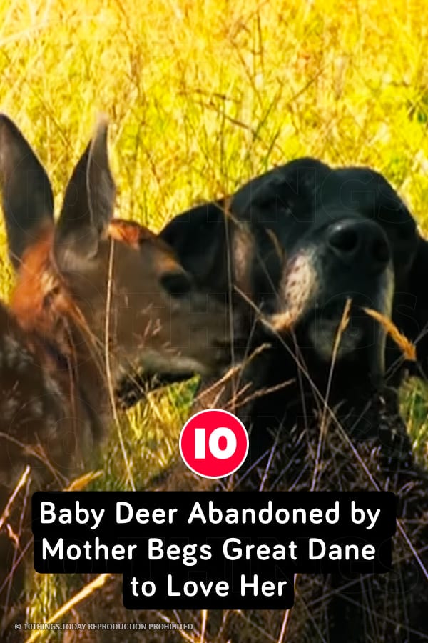 Baby Deer Abandoned by Mother Begs Great Dane to Love Her