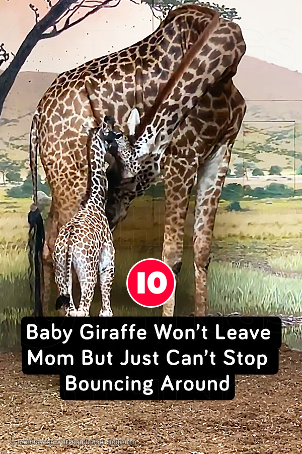 Baby Giraffe Won’t Leave Mom But Just Can’t Stop Bouncing Around