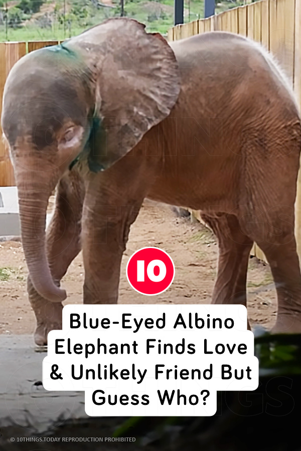 Blue-Eyed Albino Elephant Finds Love & Unlikely Friend But Guess Who?