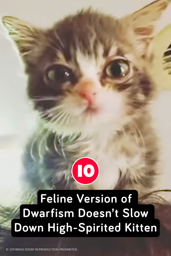 Feline Version of Dwarfism Doesn’t Slow Down High-Spirited Kitten