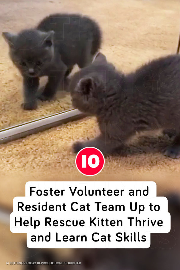 Foster Volunteer and Resident Cat Team Up to Help Rescue Kitten Thrive and Learn Cat Skills