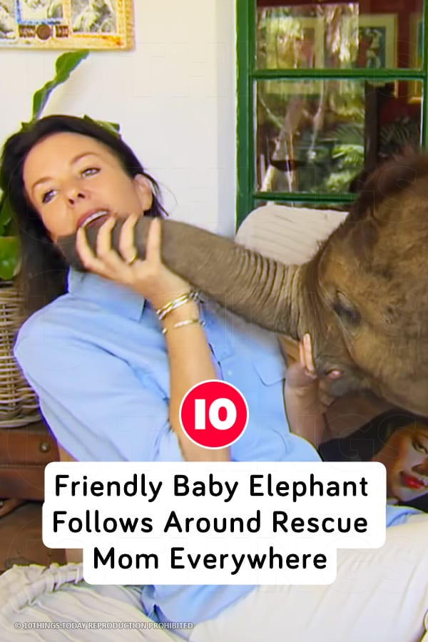 Friendly Baby Elephant Follows Around Rescue Mom Everywhere