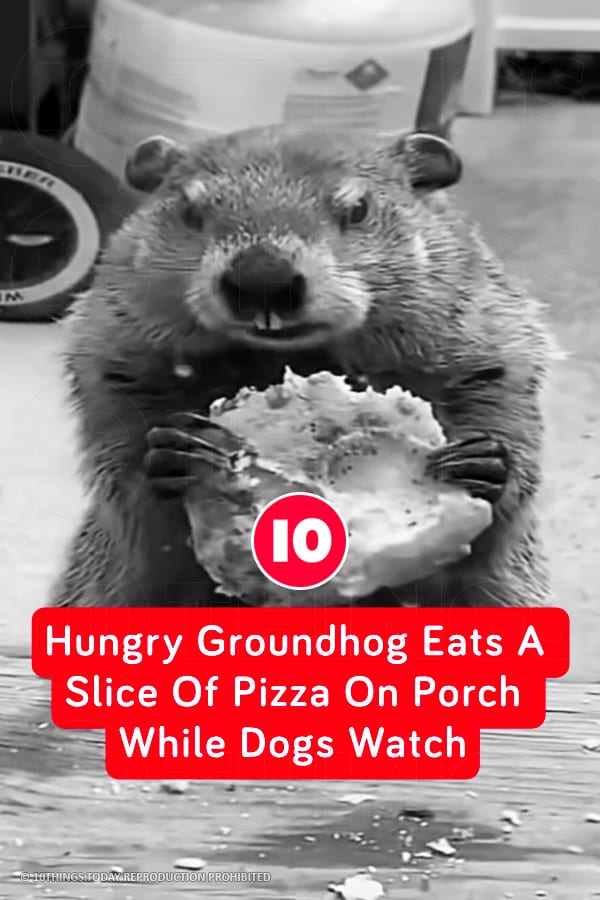 Hungry Groundhog Eats A Slice Of Pizza On Porch While Dogs Watch