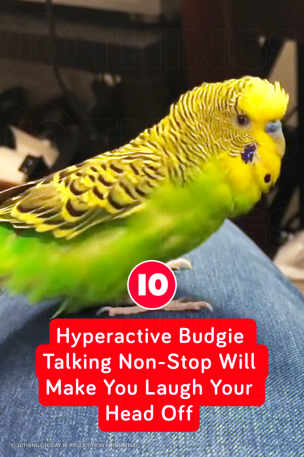 Hyperactive Budgie Talking Non-Stop Will Make You Laugh Your Head Off