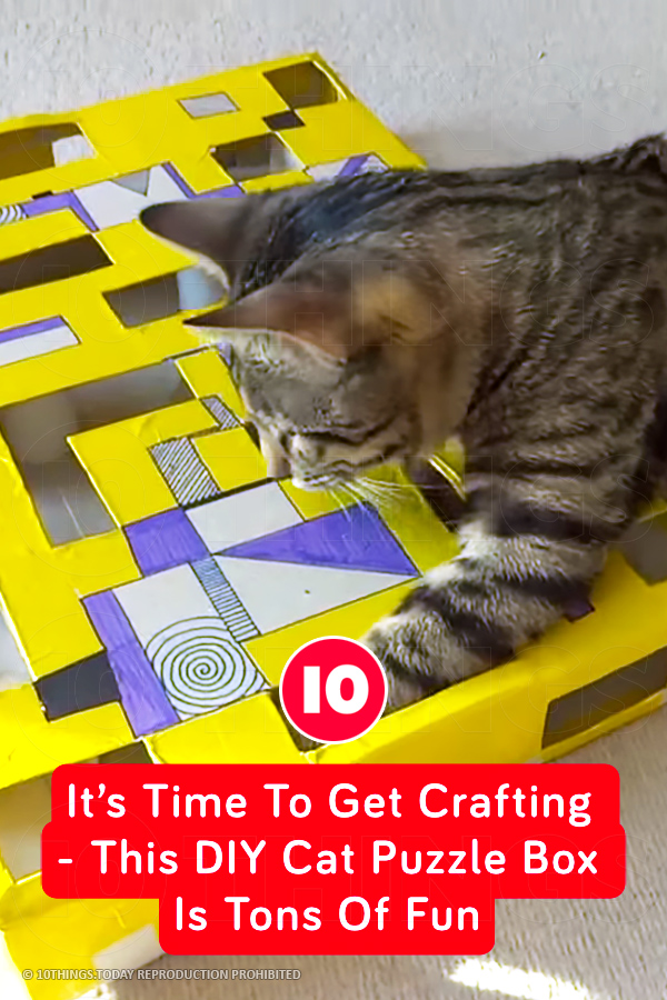 It’s Time To Get Crafting - This DIY Cat Puzzle Box Is Tons Of Fun