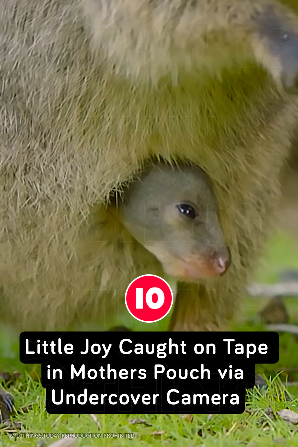 Little Joy Caught on Tape in Mothers Pouch via Undercover Camera