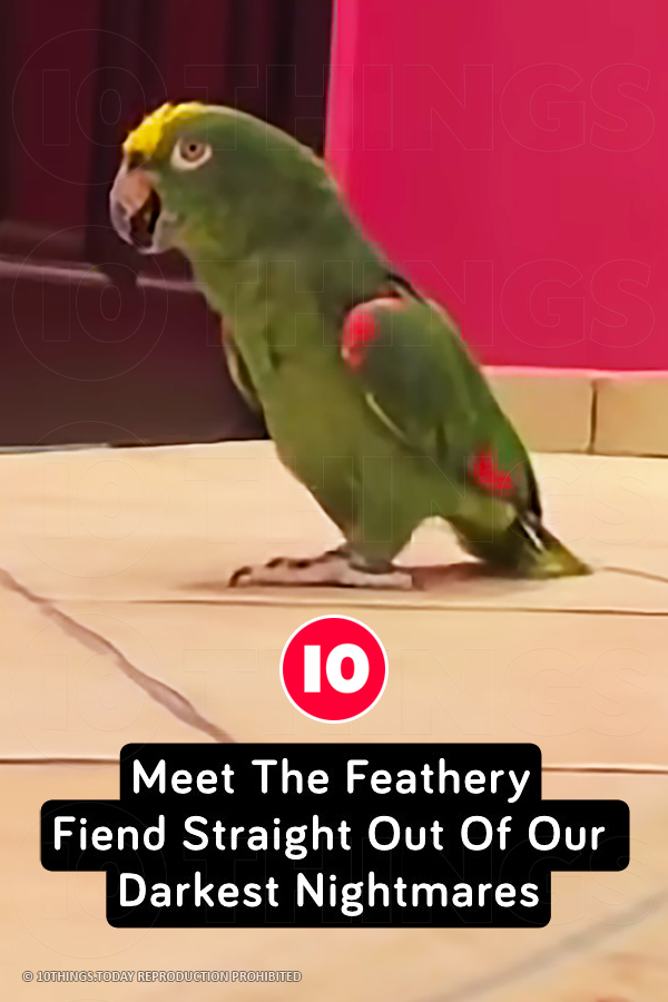 Meet The Feathery Fiend Straight Out Of Our Darkest Nightmares