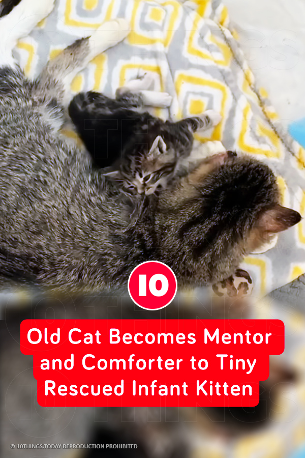 Old Cat Becomes Mentor and Comforter to Tiny Rescued Infant Kitten