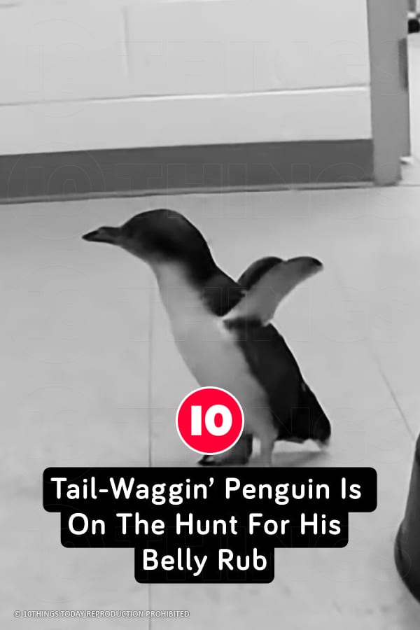 Tail-Waggin’ Penguin Is On The Hunt For His Belly Rub