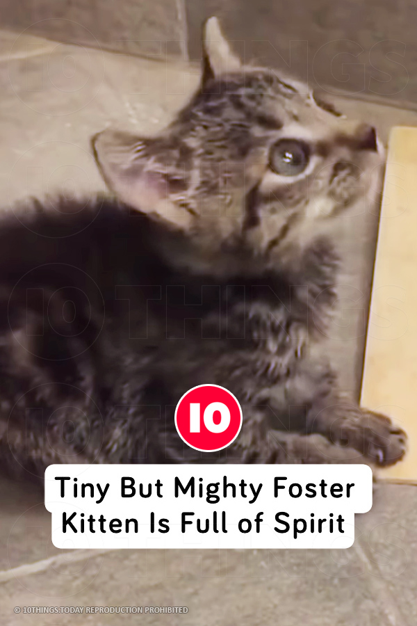 Tiny But Mighty Foster Kitten Is Full of Spirit