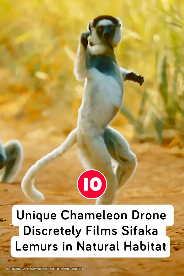 Unique Chameleon Drone Discretely Films Sifaka Lemurs in Natural Habitat