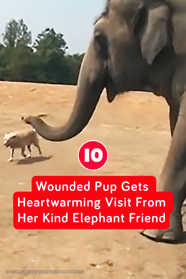 Wounded Pup Gets Heartwarming Visit From Her Kind Elephant Friend