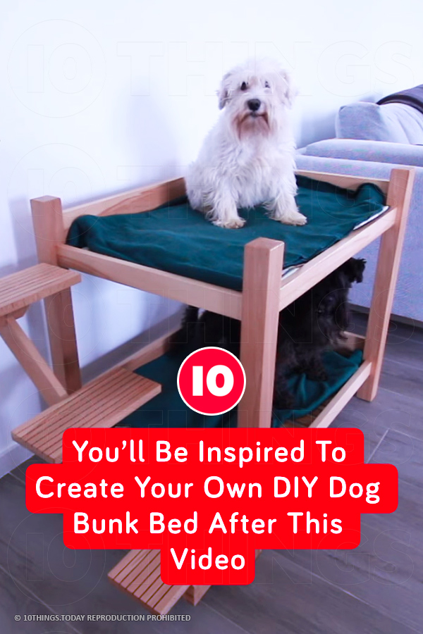 You’ll Be Inspired To Create Your Own DIY Dog Bunk Bed After This Video