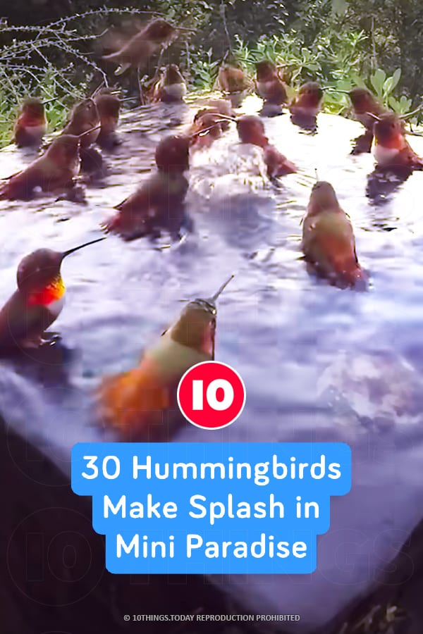 30 Hummingbirds Make Splash in Mini Paradise