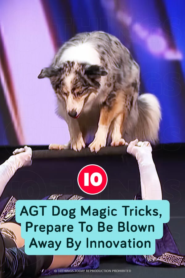 AGT Dog Magic Tricks, Prepare To Be Blown Away By Innovation