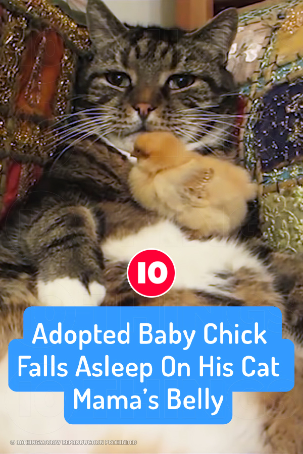 Adopted Baby Chick Falls Asleep On His Cat Mama’s Belly