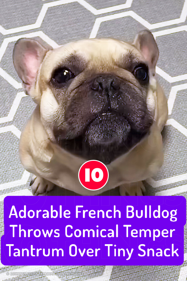 Adorable French Bulldog Throws Comical Temper Tantrum Over Tiny Snack