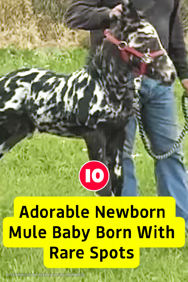Adorable Newborn Mule Baby Born With Rare Spots