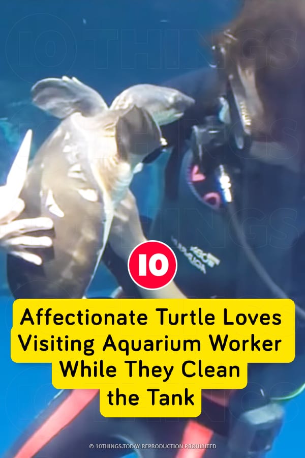 Affectionate Turtle Loves Visiting Aquarium Worker While They Clean the Tank