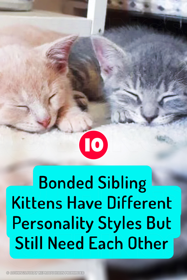 Bonded Sibling Kittens Have Different Personality Styles But Still Need Each Other