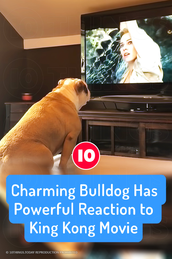 Charming Bulldog Has Powerful Reaction to King Kong Movie