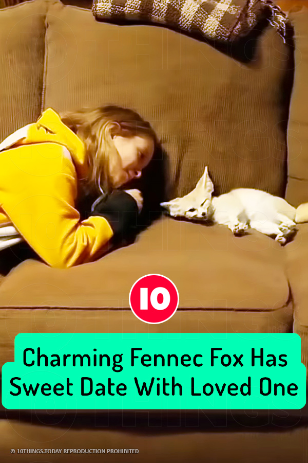 Charming Fennec Fox Has Sweet Date With Loved One