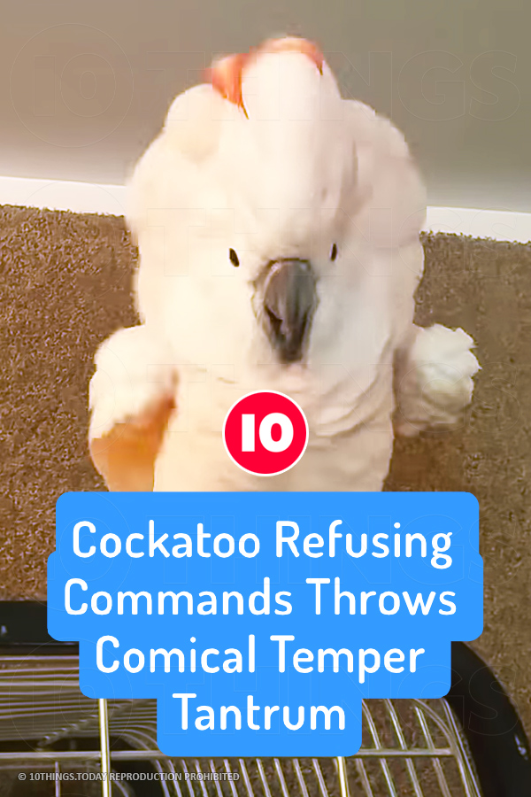 Cockatoo Refusing Commands Throws Comical Temper Tantrum