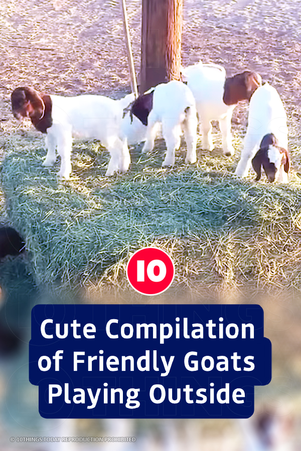 Cute Compilation of Friendly Goats Playing Outside