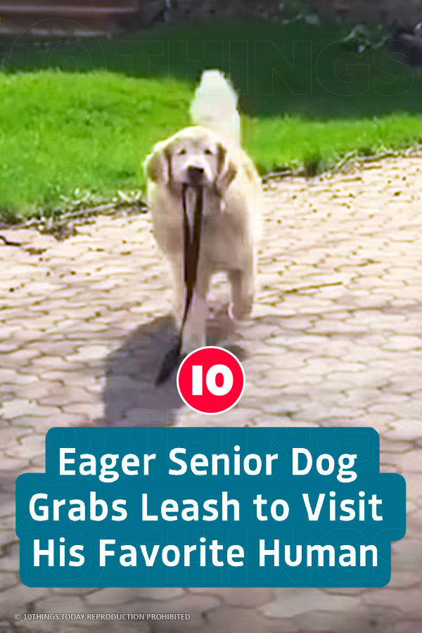 Eager Senior Dog Grabs Leash to Visit His Favorite Human