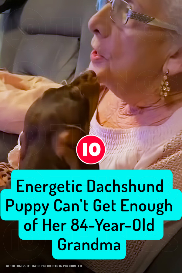 Energetic Dachshund Puppy Can’t Get Enough of Her 84-Year-Old Grandma