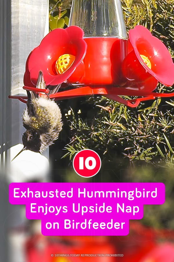 Exhausted Hummingbird Enjoys Upside Nap on Birdfeeder