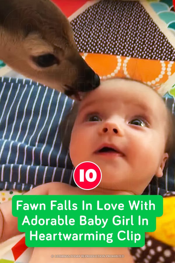 Fawn Falls In Love With Adorable Baby Girl In Heartwarming Clip