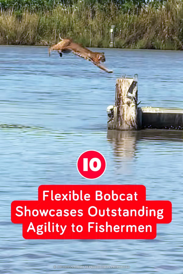 Flexible Bobcat Showcases Outstanding Agility to Fishermen