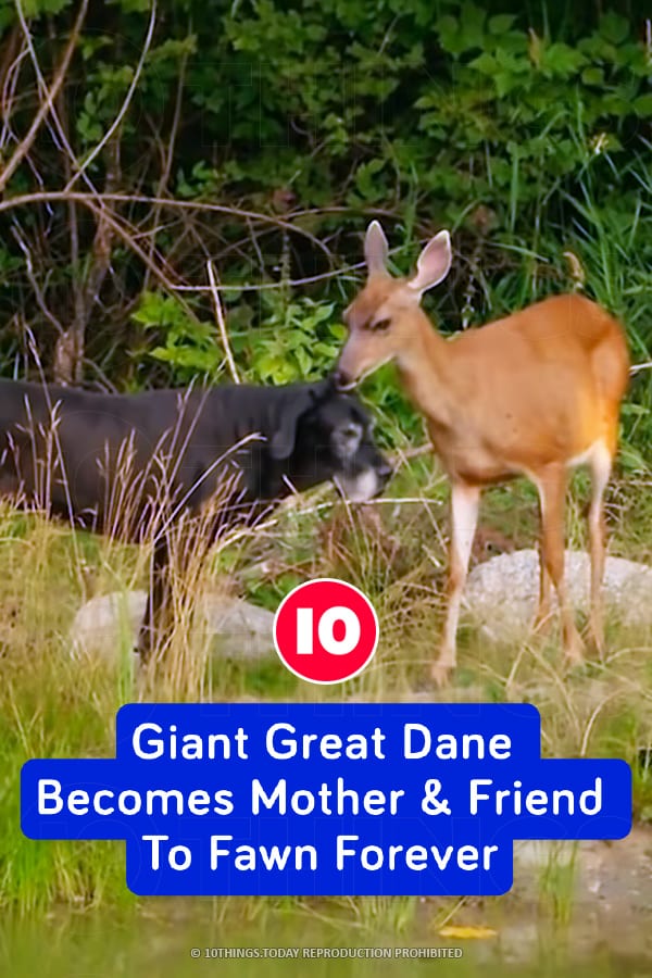 Giant Great Dane Becomes Mother & Friend To Fawn Forever