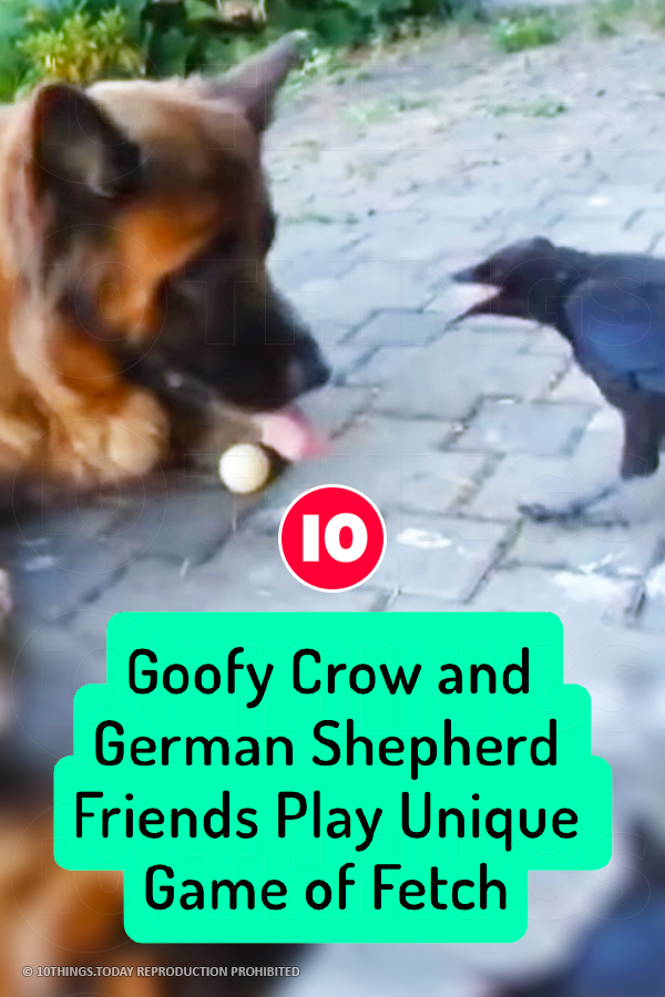 Goofy Crow and German Shepherd Friends Play Unique Game of Fetch