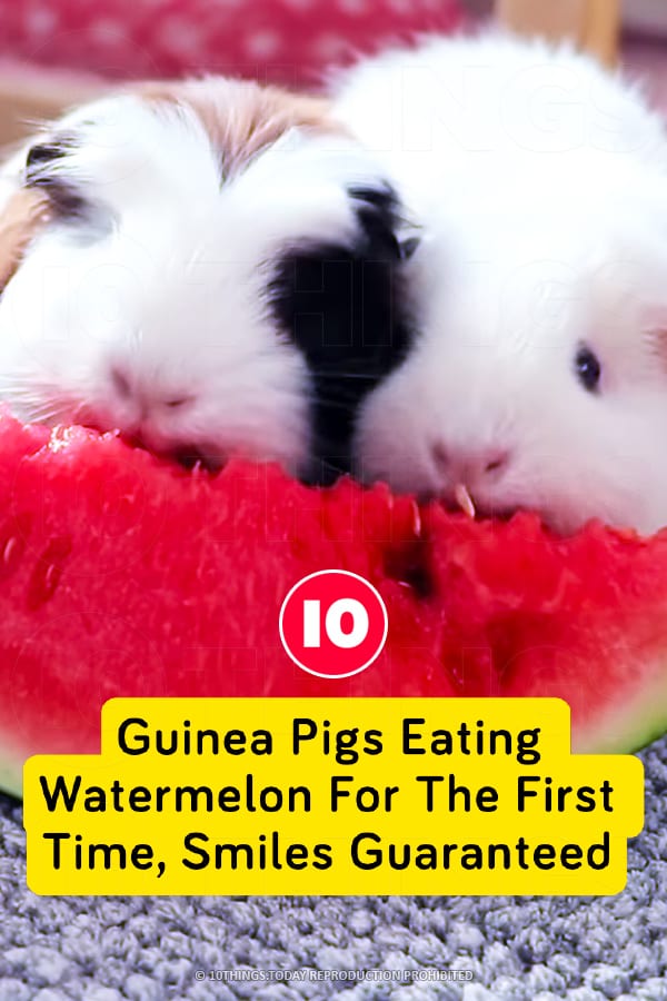 Guinea Pigs Eating Watermelon For The First Time, Smiles Guaranteed